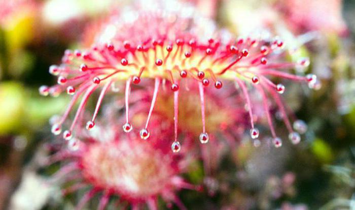 росянка круглолистная drosera rotundifolia l