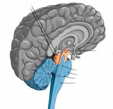 строение конечного мозга 