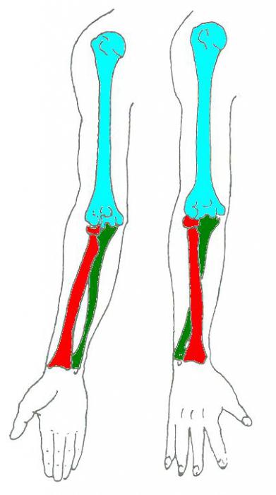 Лучевые кости руки 