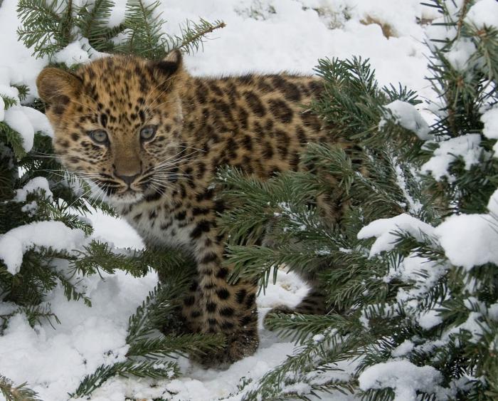 дальневосточный амурский леопард