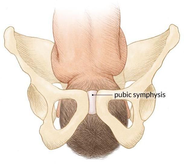 лобковый симфиз при беременности 