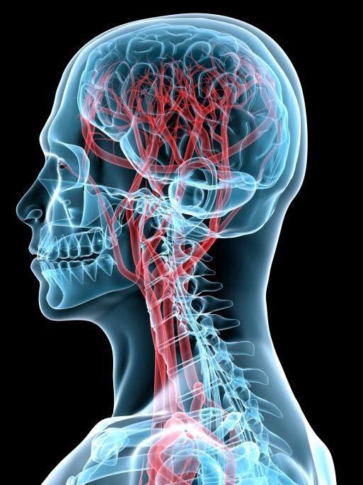 артерии головного мозга