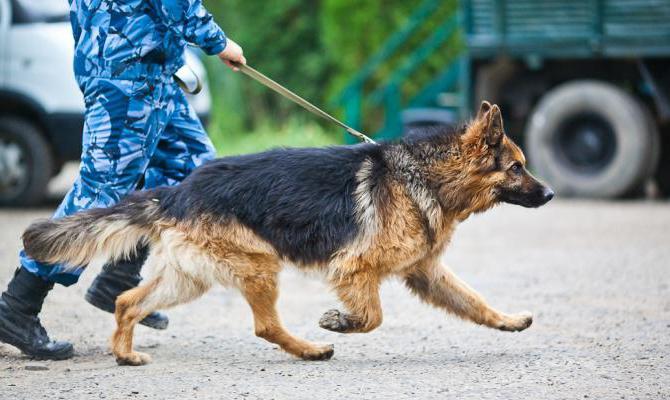 продление удостоверения частного охранника 