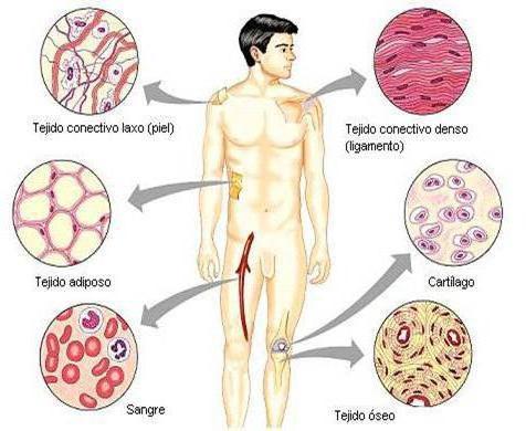 Функции соединительной ткани
