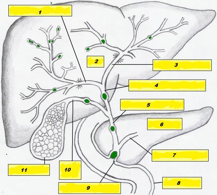 строение и функции печени