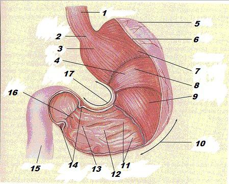 желудок человека строение