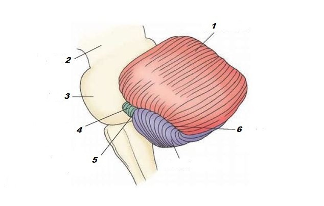полушария мозжечка