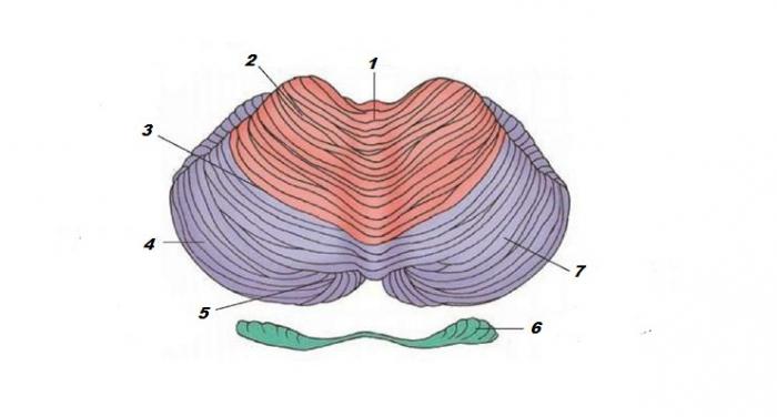кора мозжечка