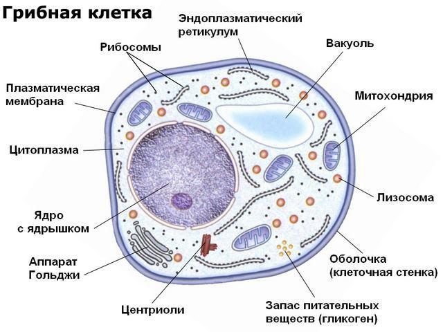 особенности строения клеток грибов