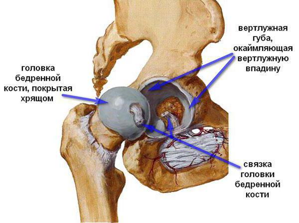 утиная походка при каком заболевании