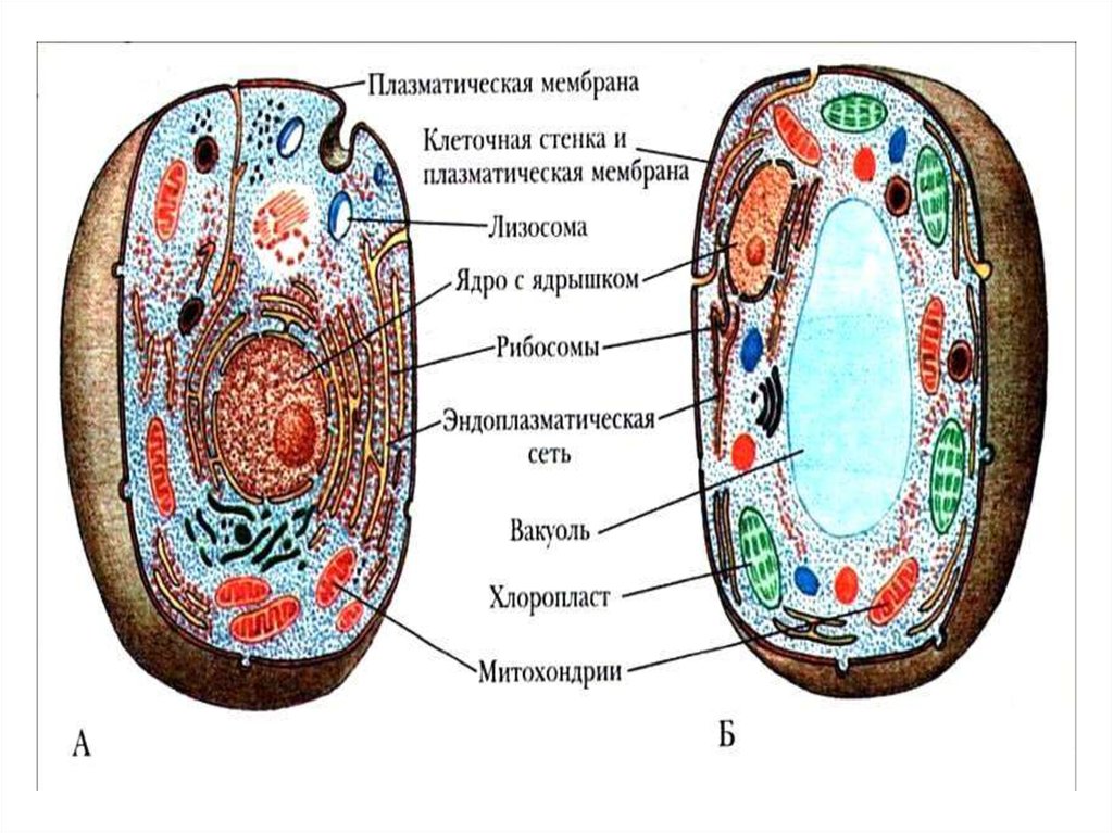 Строение клетки