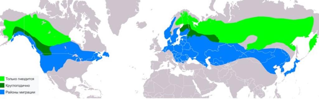 Места обитания свиристелей