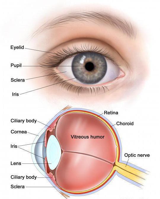 наружная оболочка глаза