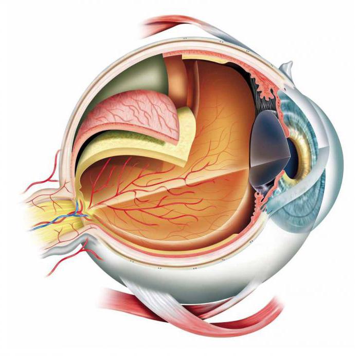 сосудистая оболочка глаза