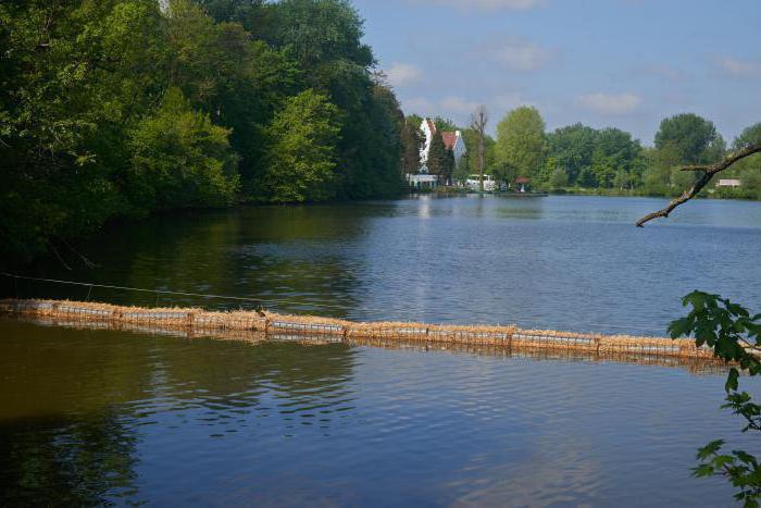 отдел золотистые водоросли