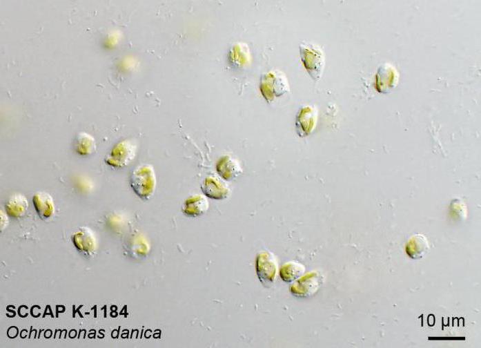 водоросли золотистые