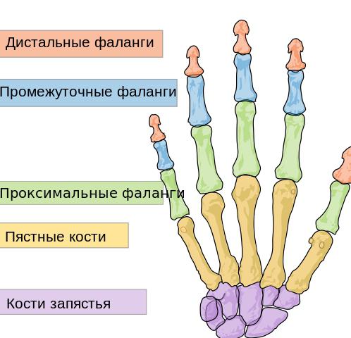 кисть строение мышцы суставы кисти