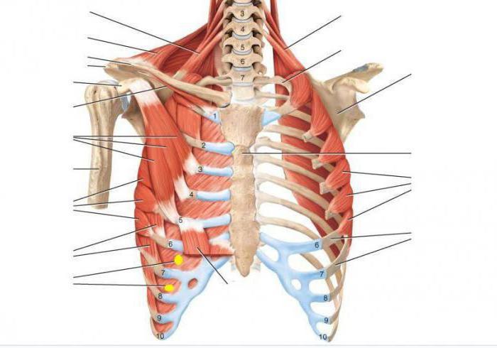 основные мышцы туловища