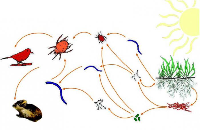 почва как среда обитания животных