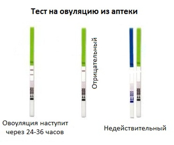 Определение овуляции