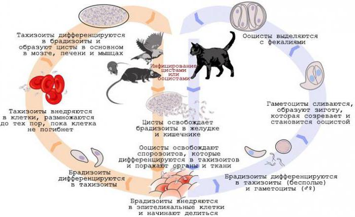 можно ли заразиться бешенством от кошки