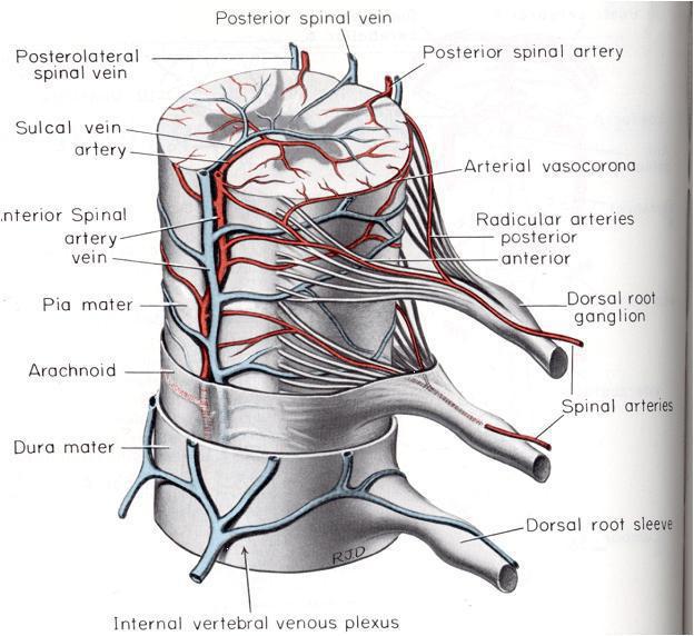 источники кровоснабжения спинного мозга