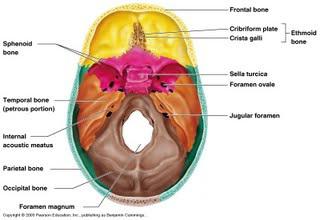  кости мозгового черепа скелет и соединения костей 