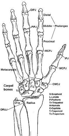 скелет кисти руки человека