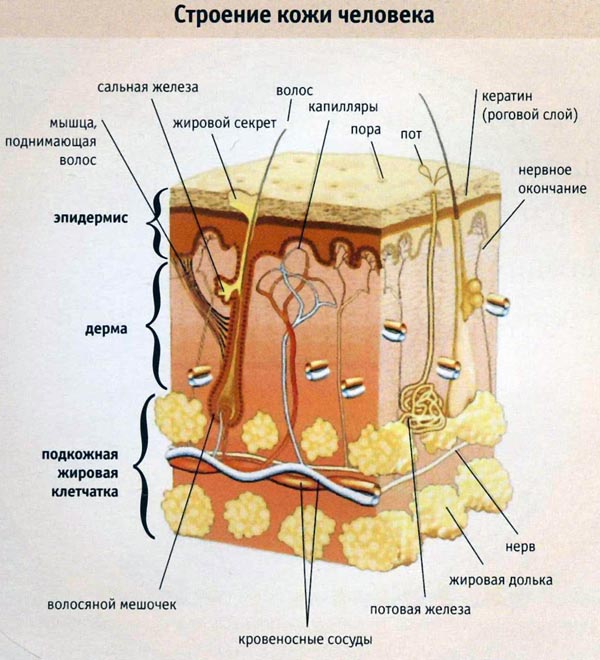 Строение кожи