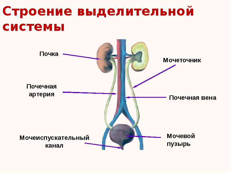 выделительная система