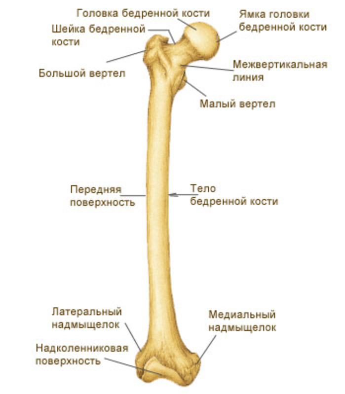 Бедренная кость человека