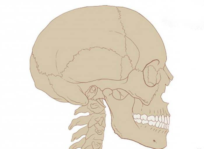 непарные кости лицевого черепа