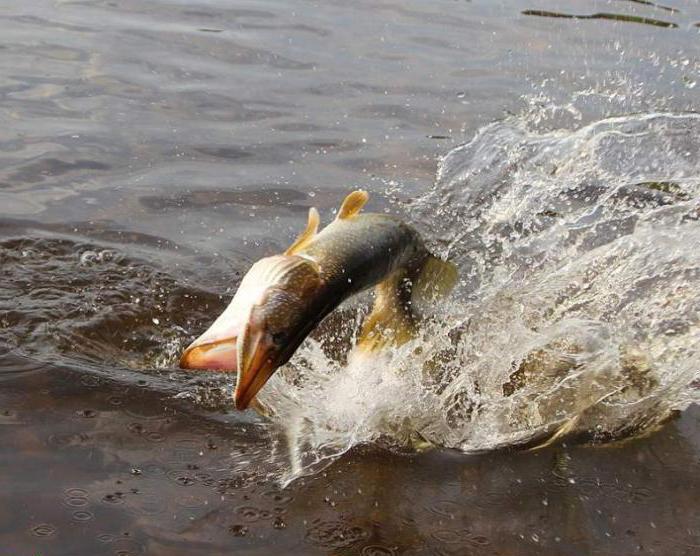 уровень чебоксарского водохранилища