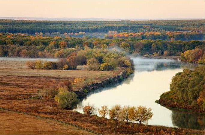 тихая сосна река