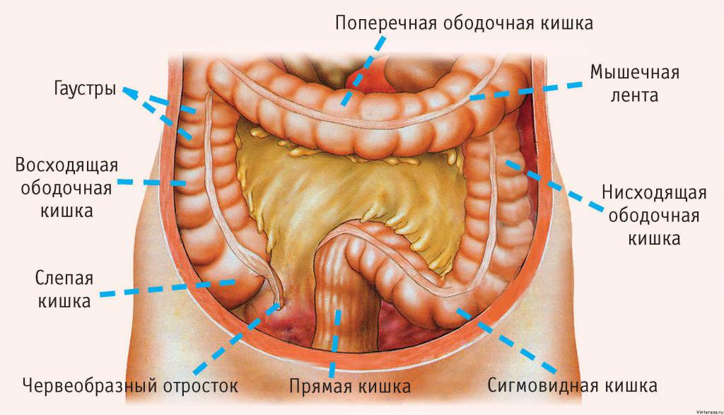 органы человека