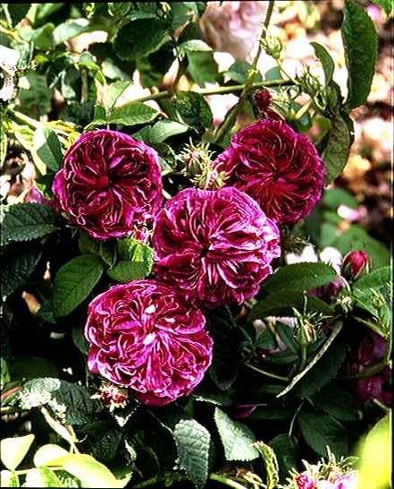 rosa gallica