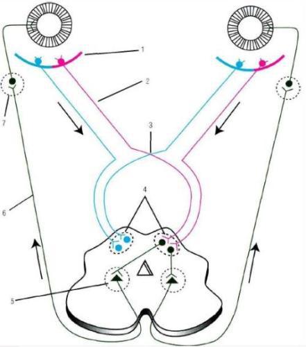 путь зрачкового рефлекса