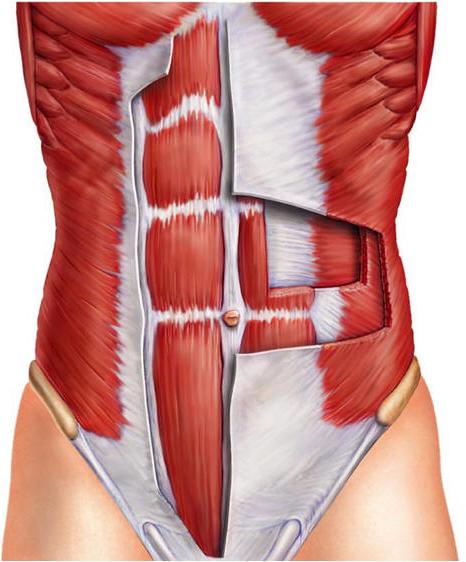 мышцы пресса