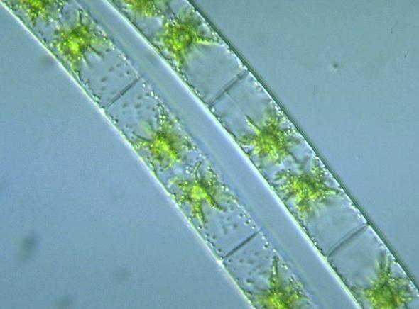 харовые водоросли представители