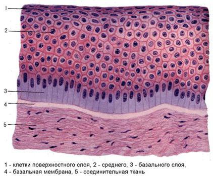 строение эпителиальной ткани