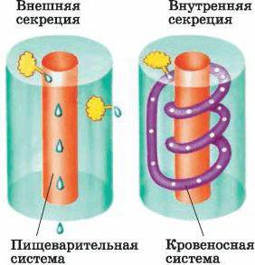 строение эпителиальной ткани человека