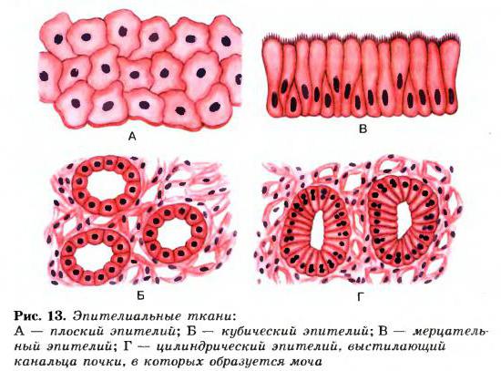 строение эпителиальной ткани животных