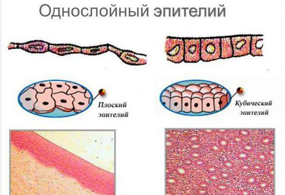 особенности строения эпителиальной ткани животных