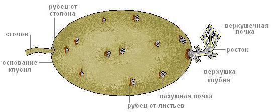 строение клубня картофеля