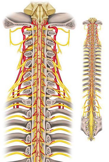 биология спинной мозг