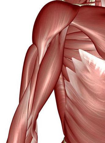 строение и функции мышц