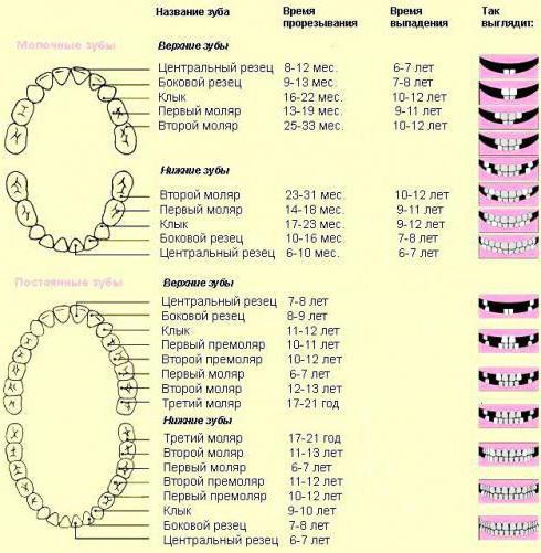 удаление молочных зубов у детей последствия