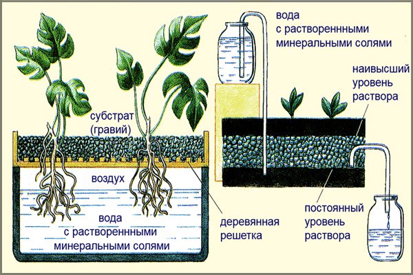 раствор для гидропоники