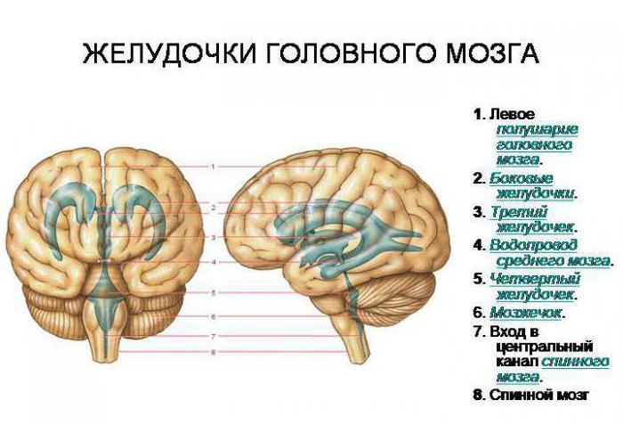 боковой желудочек