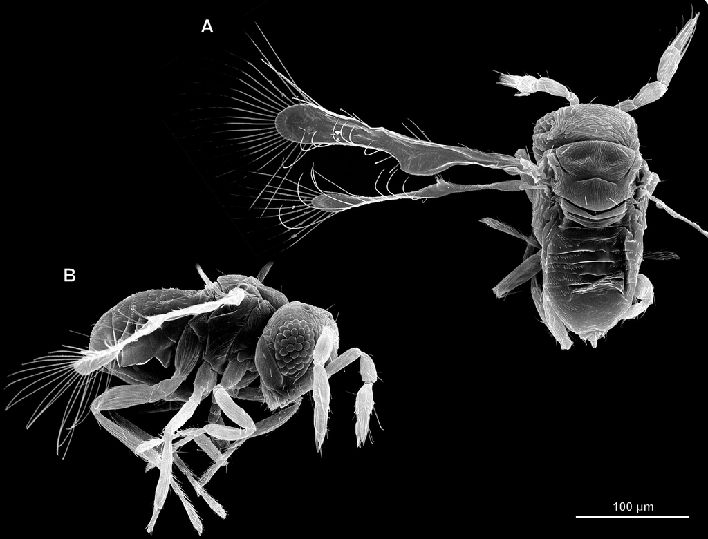 Megaphragma caribea